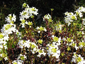 Arabis ferdinandi-coburgii
